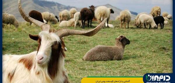عکس از گوسفندان ایرانی