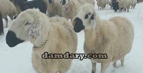 عکس از گوسفندان ایرانی