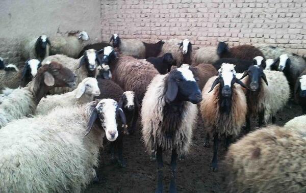 عکس از گوسفندان ایرانی