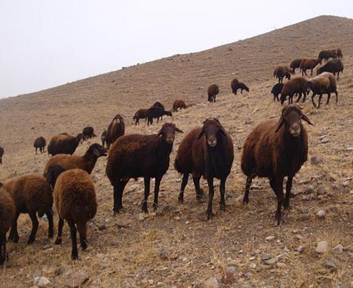 عکس از گوسفندان ایرانی