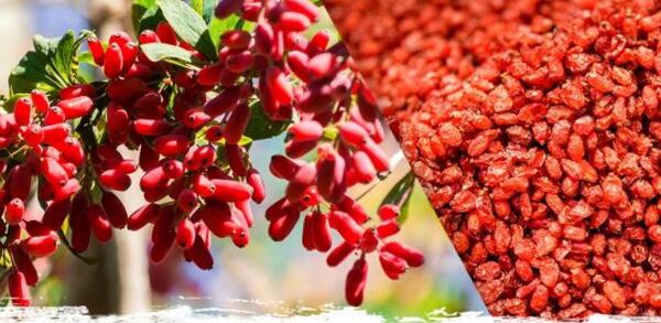 عکس زرشک خراب شده