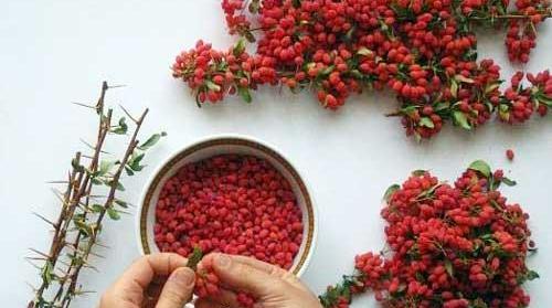 عکس زرشک خراب شده