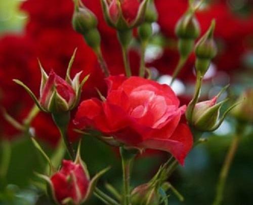 قاب عکس زیبا برای پروفایل