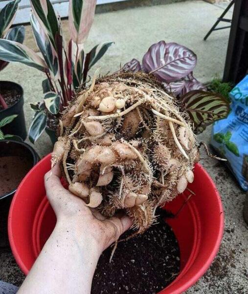 عکس جغد واقعی