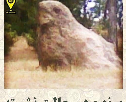 عکس جغد واقعی