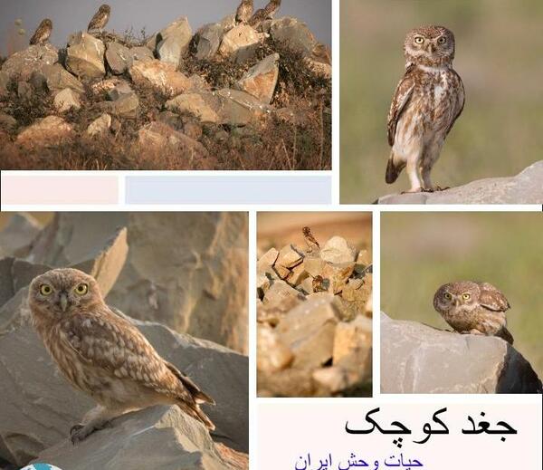 عکس جغد عصبانی