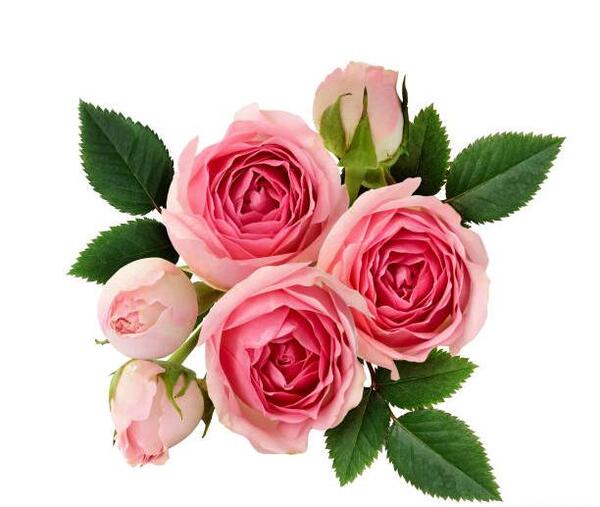 عکس پروفایل خفن گل رز