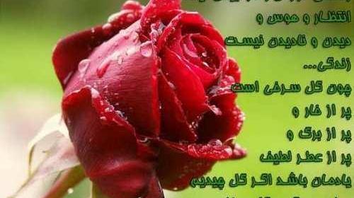 عکس پروفایل خفن گل رز