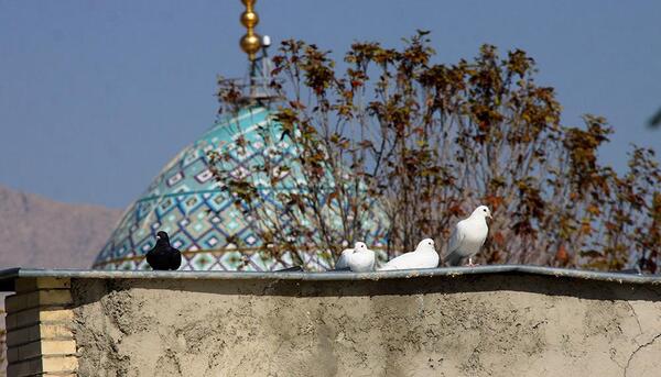 عکس کبوترخانه شاهچراغ