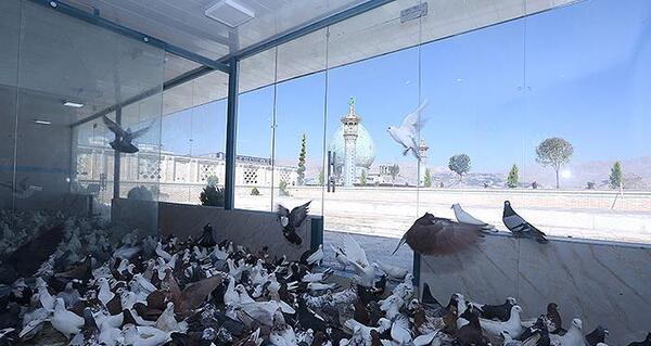 عکس کبوترخانه شاهچراغ