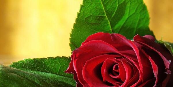 عکس روز قرمز