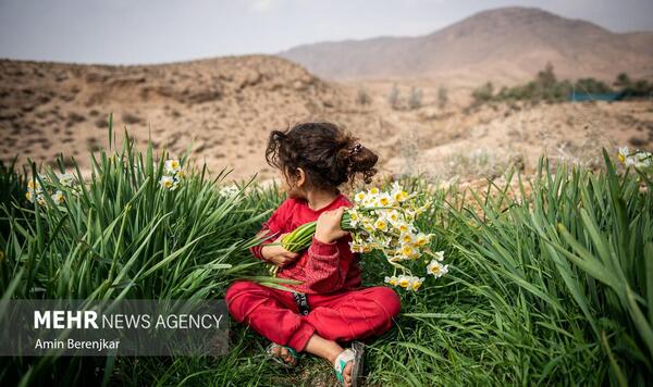 عکس دختر چادری با گل نرگس