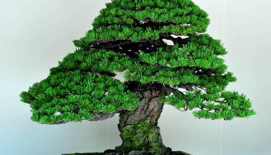 عکس سبز مینیاتوری