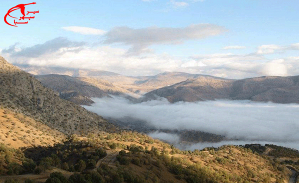 عکس سبز جنگلی