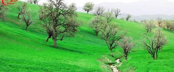 عکس سبز جنگلی