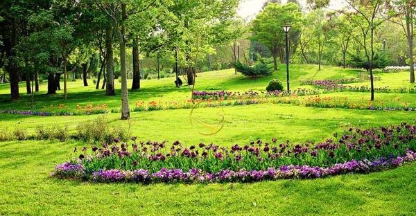 عکس سبز جنگلی