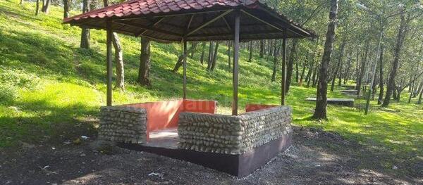 عکس سبز جنگلی