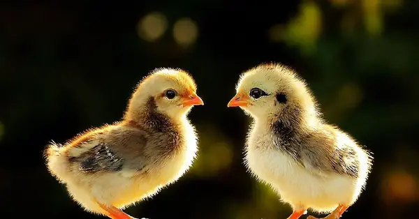 عکس های زیبا جوجه رنگی