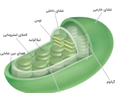 عکس سبزدیسه