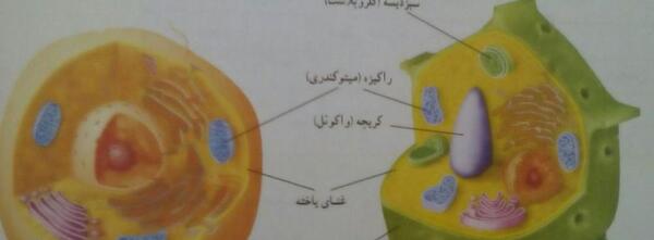 عکس سبزدیسه