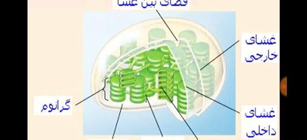 عکس سبزدیسه