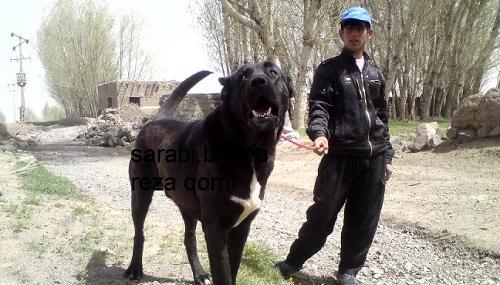 عکس سگ سرابی سیاه جدید