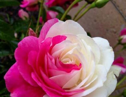 عکس قرمز صورتی