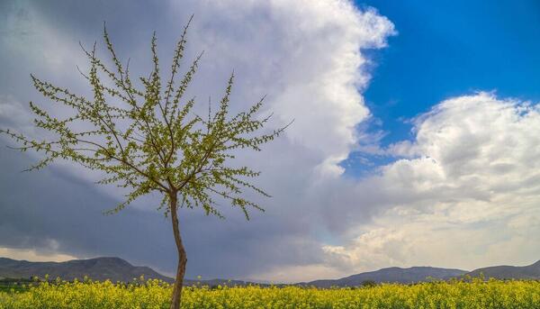 عکس نقاشی زیبای