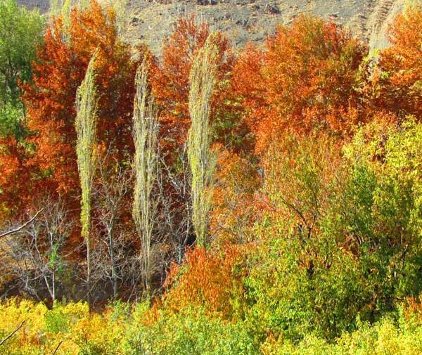 عکس پاییز نیشابور