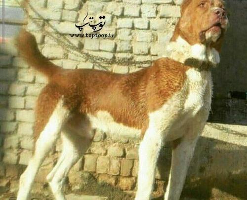 عکس سگ سرابی زرد