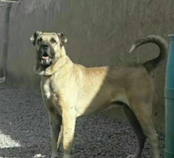 عکس سگ سرابی زرد