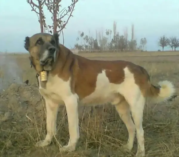عکس سگ سرابی زرد