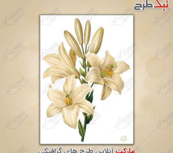 عکس نقاشی گل لیلیوم