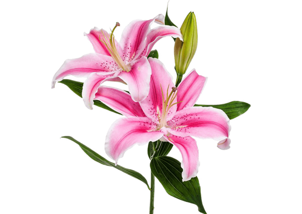 عکس نقاشی گل لیلیوم