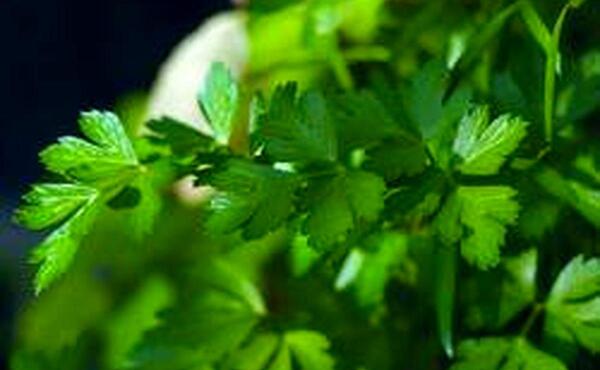 عکس سبزی جعفری