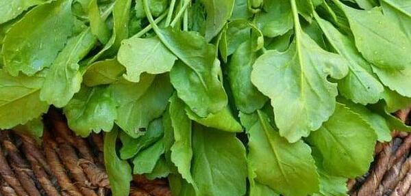 عکس سبزی جعفری