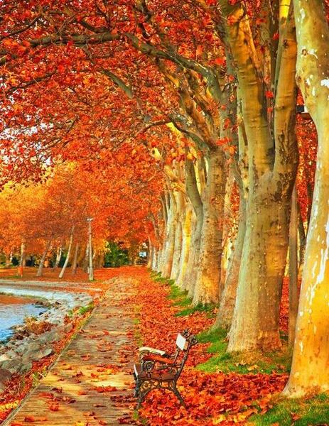 عکس پاییز نارنجی