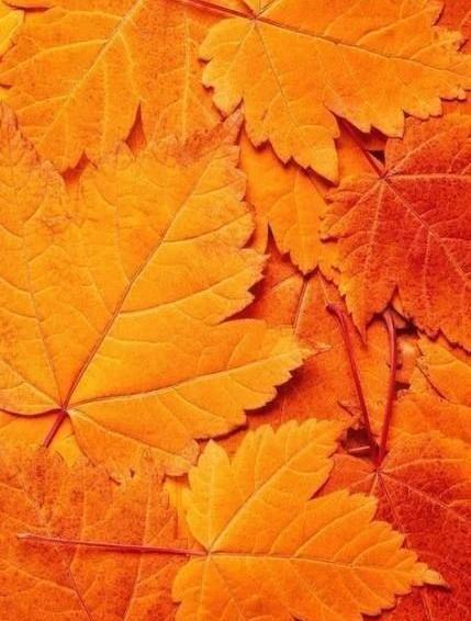 عکس پاییز نارنجی