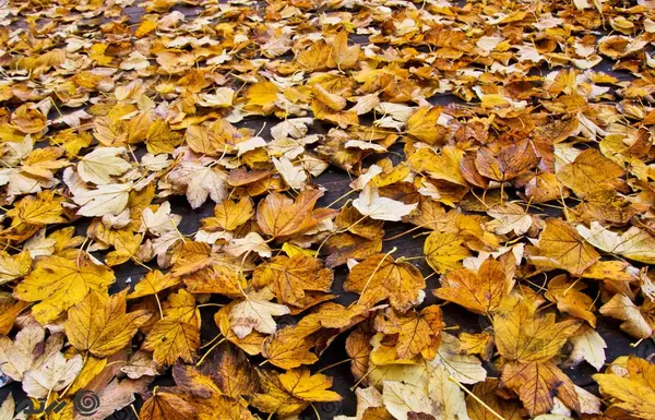 عکس پاییز نارنجی