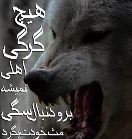 عکس ژست لاتی