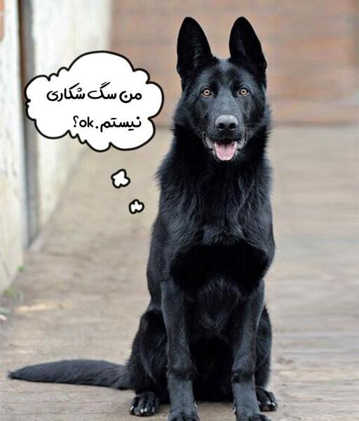 عکس سیاه ژرمن