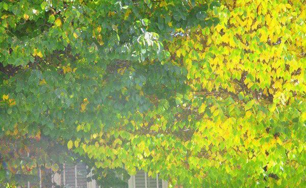عکسهای باران پاییزی زیبا