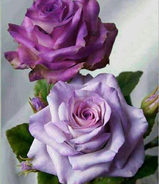 عکس نقاشی ساده گل رز