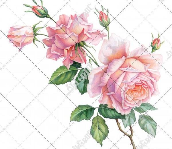 عکس نقاشی ساده گل رز