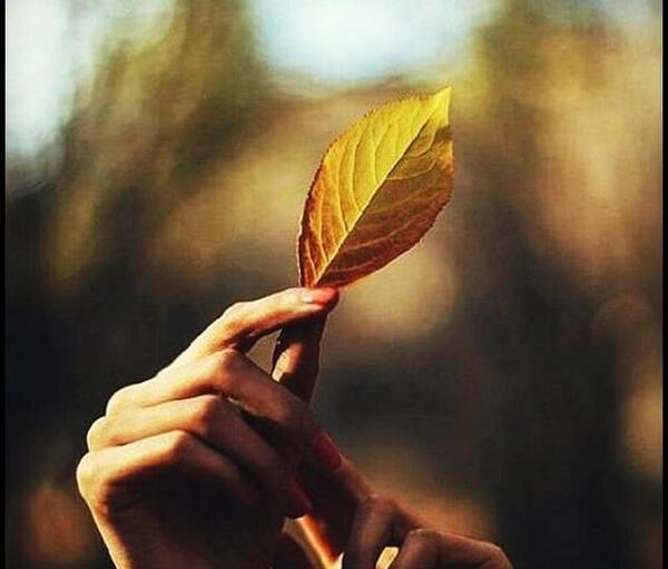 عکس پاییزی غذا