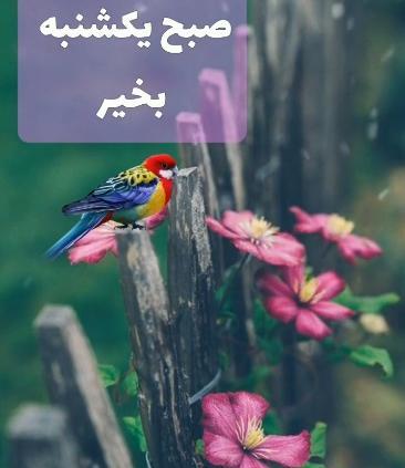 عکس روز یکشنبه بخیر