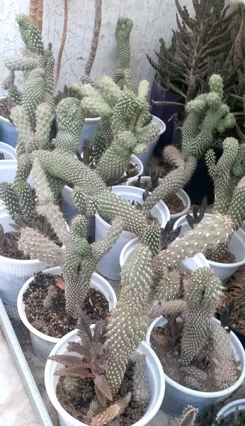 عکس کاکتوس تیغ سگی