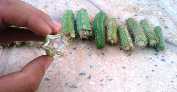 عکس کاکتوس تیغ سگی