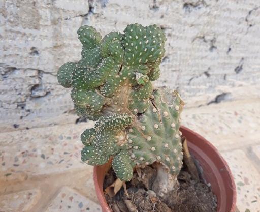 عکس کاکتوس تیغ سگی