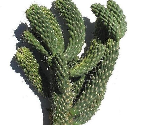 عکس کاکتوس تیغ سگی